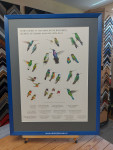 Poster, Hummingbirds of Costa Rica, passe-partt en inlijsten