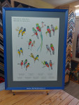 Poster, Trogons of Costa Rica, passe-partout en inlijsten