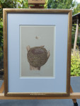 Prent, F.O Morris, Chaffinch Nest, passe-partout & inlijsten