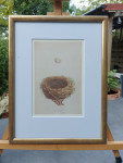 Prent, F.O Morris, Blackcap Nest, passe-partout en inlijsten
