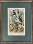 Chromolitho, G. Mützel, Spechte, passe-partout en inlijsten