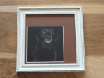 Foto Labrador Retriever, apart passe-partout