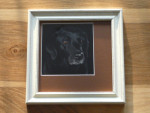 Foto Labrador Retriever, apart passe-partout