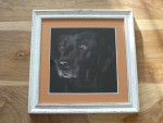 Foto Labrador Retriever, passe-partout