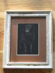 Foto Labrador Retriever, passe-partout