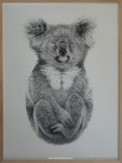 Potloodtekening, koala, inlijsten