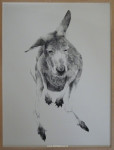 Potloodtekening, kangoeroe, inlijsten