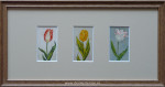 Tulpen, passe-partout en inlijsten