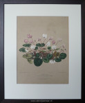 Litho, Cyclaam Atkinsii, passe-partout en inlijsten