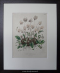 Litho, Napolitaanse cyclaam, passe-partout en inlijsten